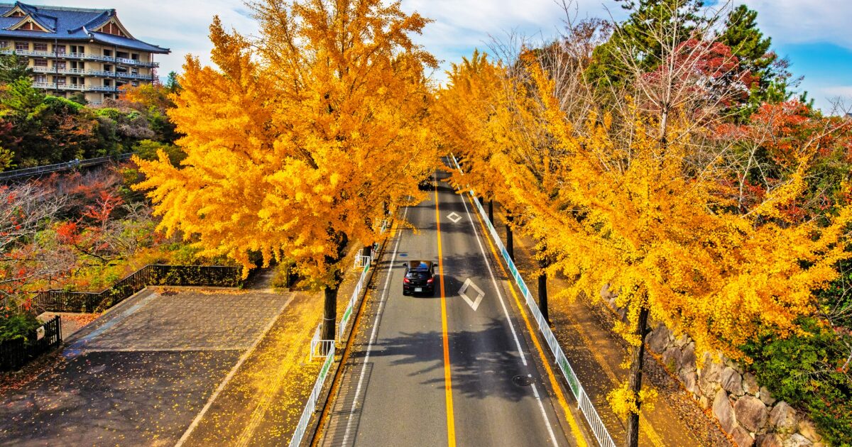 黄葉のイチョウ並木を走る黒い車